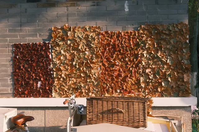 好天氣在玄武湖，度過無所事事的下午