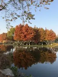 金陵Style直通！玄武湖落羽杉美成油畫暴擊