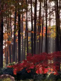 12.2live｜現實版莫奈油畫藏在武漢青山公園