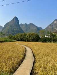 風吹麥浪 小紅書跟風最成功的一次好chill