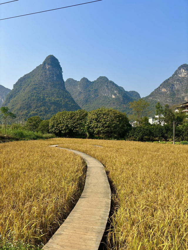 風吹麥浪 小紅書跟風最成功的一次好chill 風吹麥浪 小紅書跟風最成功的一次好chill