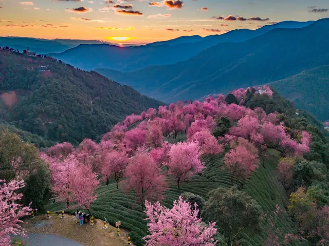 無量山櫻花谷旅拍,餘位有限,預約從速! 無量山櫻花谷旅拍,餘位有限,預約從速!
