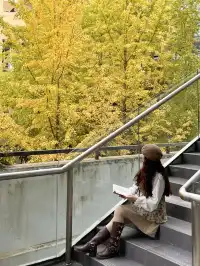 12.7實況!!福州這裡有超美銀杏打卡點!!