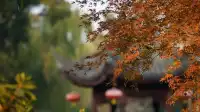 紅葉〡12.7古猗園的橙紅美景
