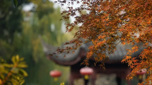 紅葉〡12.7古猗園的橙紅美景