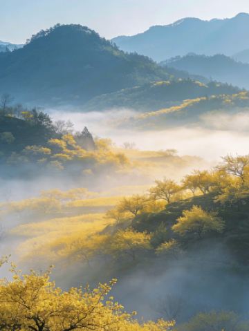 หลีกเลี่ยงฝูงชนในอู๋หยวน! ทุ่งดอกไม้สีทองอร่ามที่เปิดให้เข้าชมฟรีในมณฑลฉานซีแห่งนี้ คือสถานที่ท่องเที่ยวสุดฮิตในเดือนมีนาคมอย่างแท้จริง!