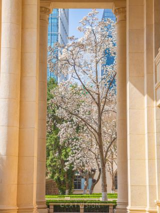 春に上海に来たら、この「モクレンの門」をお見逃しなく