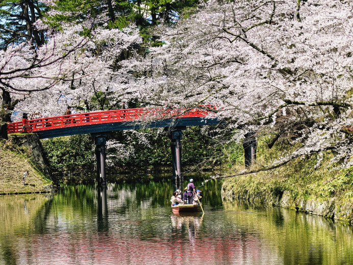 The Ultimate Cherry Blossom Experience in a Lifetime｜Hirosaki