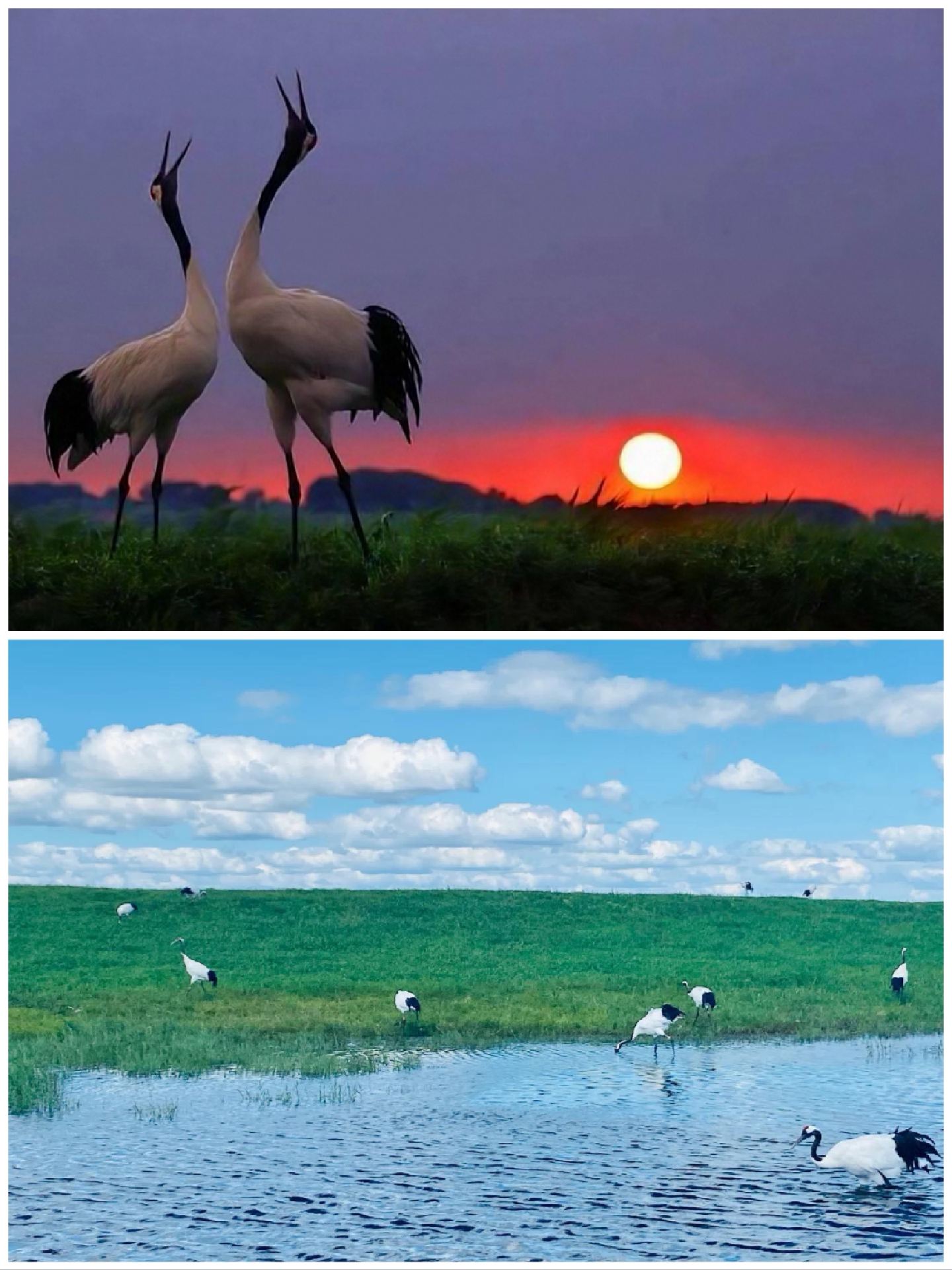 "Escape the City, Encounter the True 'Crane's Call at Jiuhai' in Yancheng Tidal Flats