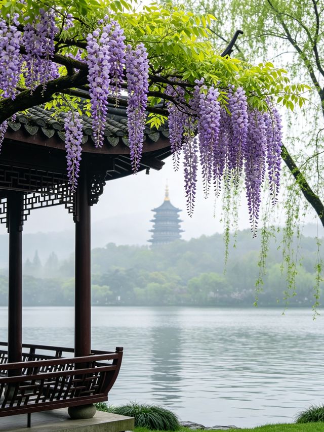 Spring In Hangzhou West Lake in Hangzhou|Wisteria Waterfall, Experience a Purple Spring ...