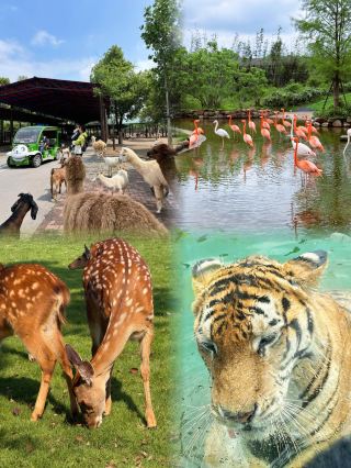 遛娃好去處湖南常德野生動物園