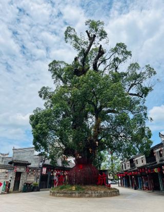 ฉันหลงทางในหมู่บ้านโบราณแห่งนี้ในมณฑลเจียงซี แต่ไม่รู้ด้วยเหตุผลอะไร ฉันกลับเข้าใจประวัติศาสตร์ของระบบการสอบคัดเลือกข้าราชการได้ครึ่งหนึ่ง