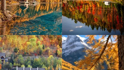 I'm trying to talk you out of visiting Canada in the fall—once you go, you'll never want to leave. — traveler post in Toronto