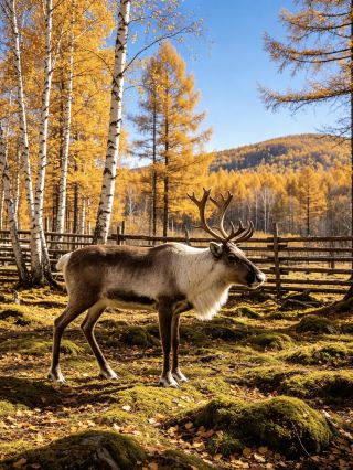 Just back from Mohe: The most comprehensive and heartfelt travel guide for October–November