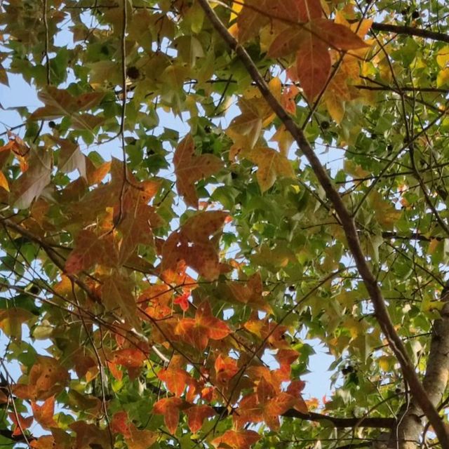 紅叶斜落我心寂寞時!