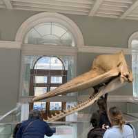 So much to see at National Museum of Scotland 