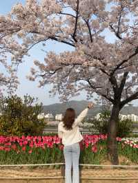 🌸🌷벚꽃과 튤립 함께 볼 수 있는 곳🌷🌸