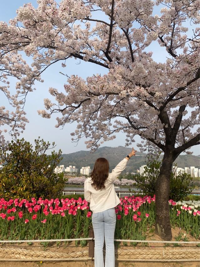 🌸🌷벚꽃과 튤립 함께 볼 수 있는 곳🌷🌸