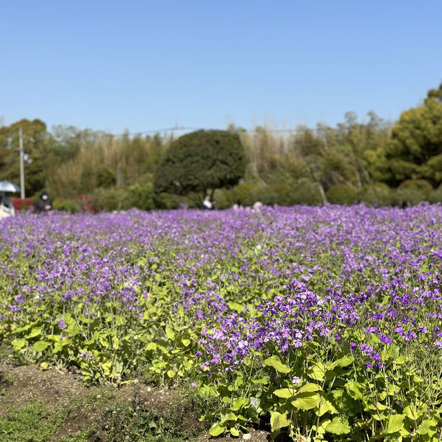 お花畑！