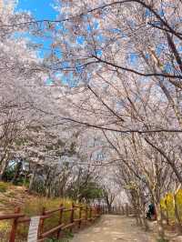인천에 숨겨진 벚꽃 명소인 해넘이공원🌸💞
