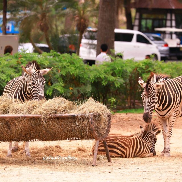 สวนสัตว์เปิดเขาเขียว ที่เที่ยวชลบุรี