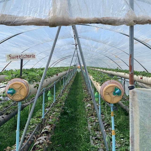Strawberry Picking Time!