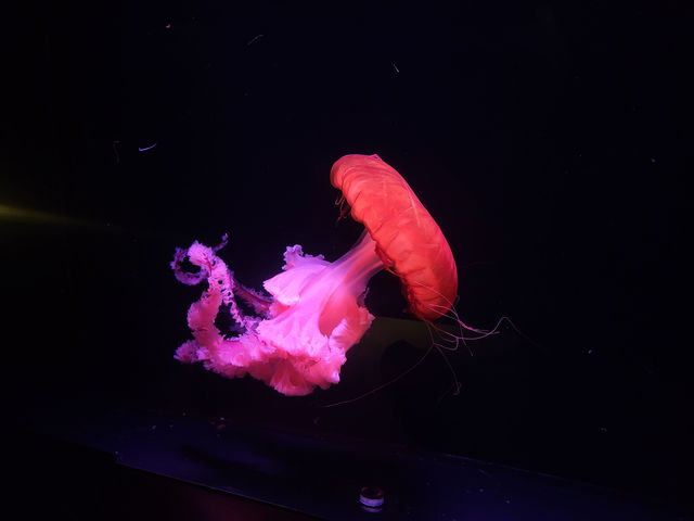 與水母共進夢幻晚餐