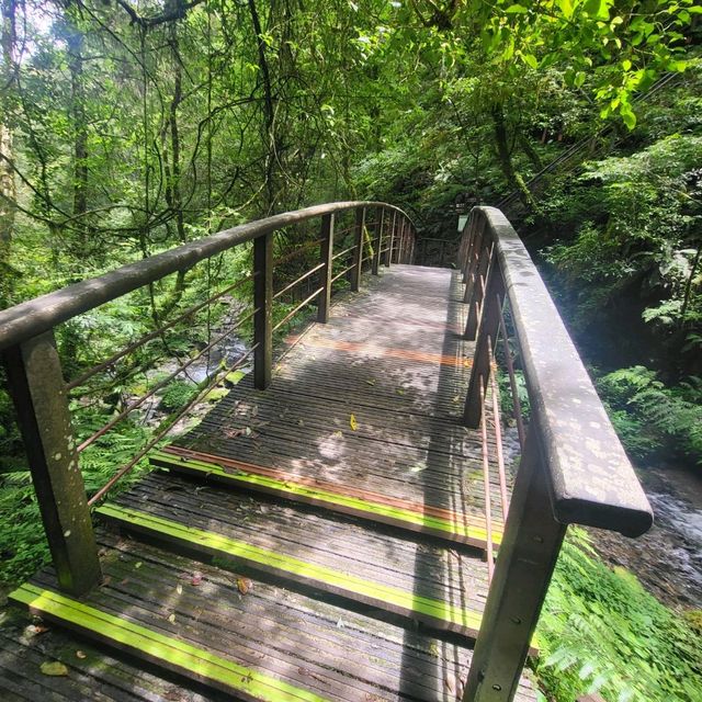 桃園景點｜拉拉山神木群步道