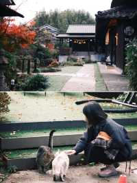 日本 | 由布院 住進一家有溫度的貓貓民宿🐈