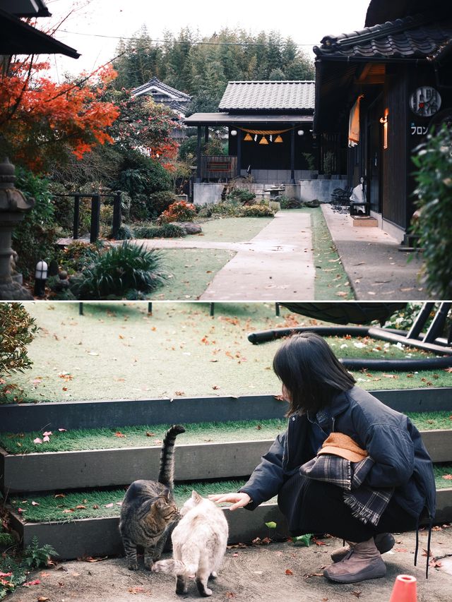 日本 | 由布院 住進一家有溫度的貓貓民宿🐈