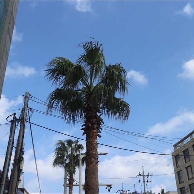 제주 검은모래 해변이 아름다운 삼양해수욕장 ⛱️