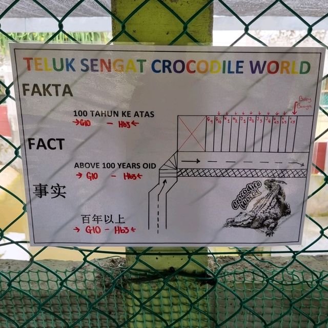 Where To Find 100 Year Old Crocodiles? 🐊