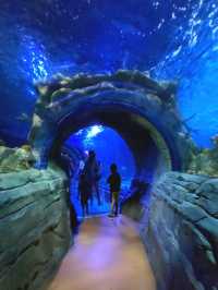 SEA LIFE Arizona Aquarium 🦈✨