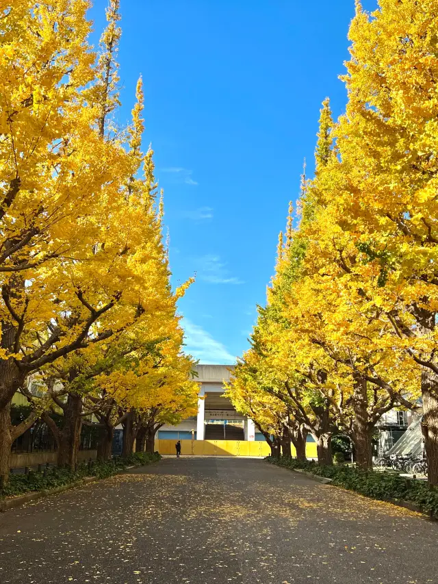 도쿄 대표 은행나무 거리🌳 메이지신궁외원 은행나무거리