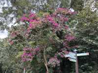 本地遊 | 香港濕地公園 | 季節限定橙紅色落羽松