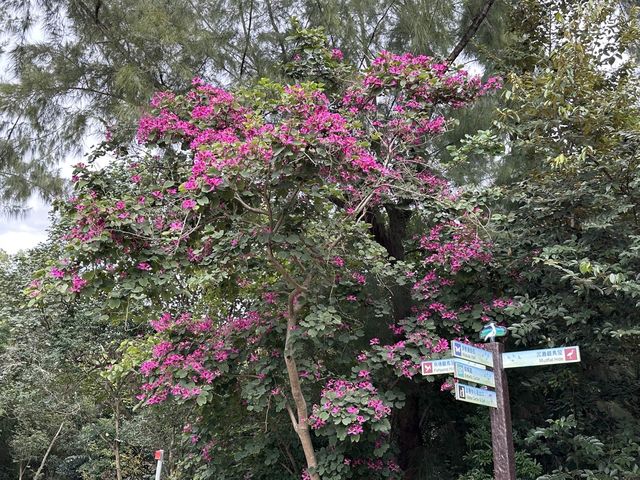 本地遊 | 香港濕地公園 | 季節限定橙紅色落羽松