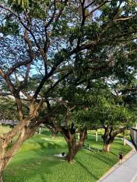 สวนป่าแห่งแรกกลางกรุงเทพฯ สวนเบญจกิติ 🌳