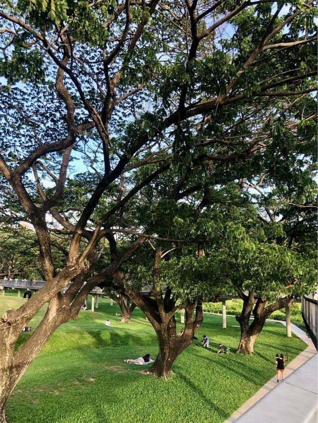สวนป่าแห่งแรกกลางกรุงเทพฯ สวนเบญจกิติ 🌳