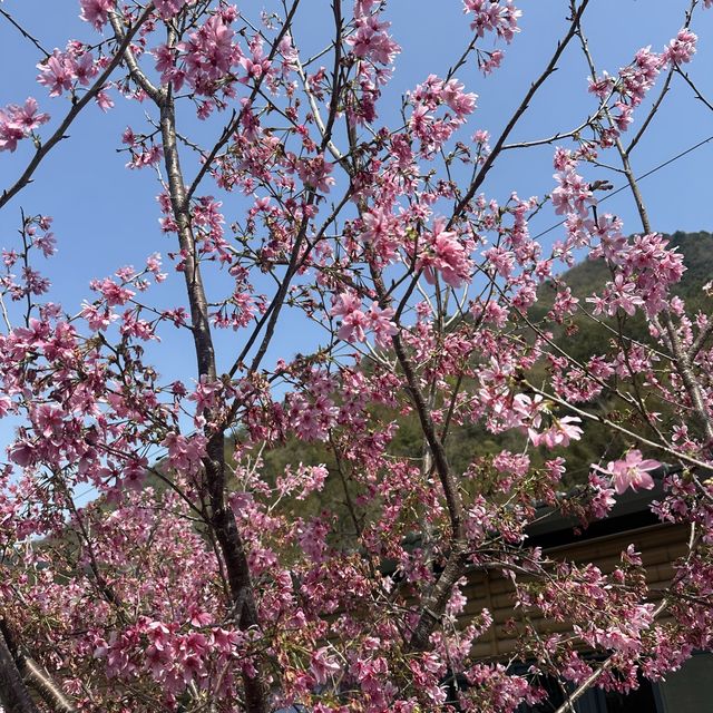 新竹踏青景點！新竹青蛙石天空步道！天然形成青蛙石🪨值得一看！