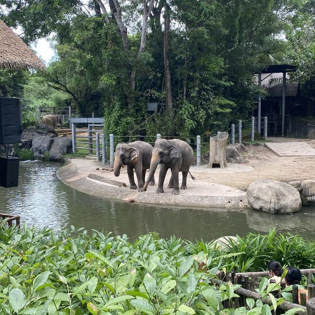 Singapore zoo day out