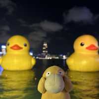 Yellow Ducks are back to Hong Kong 🐤🐤