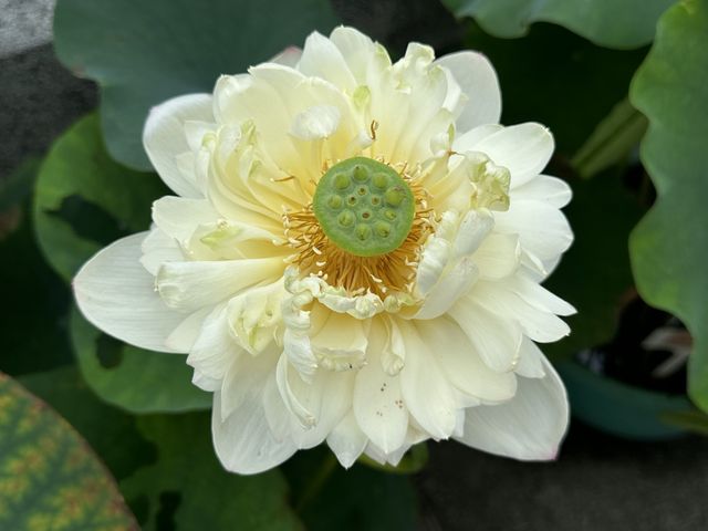 香港遊 | 大嶼山 | 寶蓮禪寺 | 香港荷花節 (上)