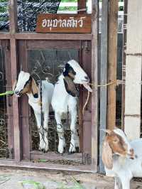 คาเฟ่ อุดร 🐑🌿