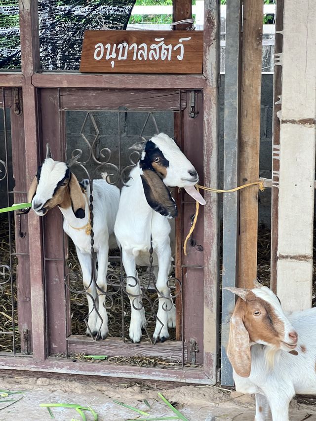 คาเฟ่ อุดร 🐑🌿