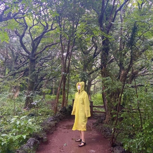 비가오면 더욱 운치있는 제주 비자림 ☔️🌳