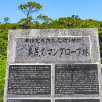 【沖縄県】宮古島最大のマングローブ群生地:島尻マングローブ林