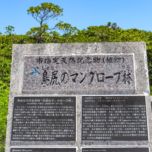 【沖縄県】宮古島最大のマングローブ群生地:島尻マングローブ林