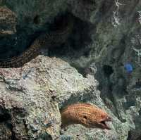 海洋奇蹟解密！屏東國立海洋生物博物館🌊🔬🐚