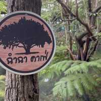 ฉำฉาคาเฟ่ เน้นธรรมชาติสีเขียว