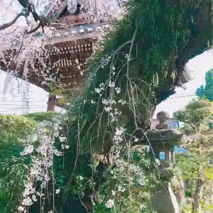 圓明寺の枝垂れ桜